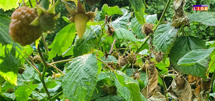 il-maline-1 Ivanjica: Kao da im nije dosta problema, malinare snašle nove muke