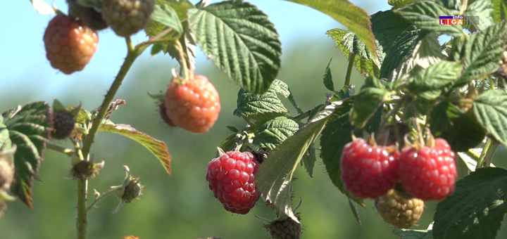 il-maline-nove I fudbalerke sa maskama u ivanjičkim malinjacima (VIDEO)