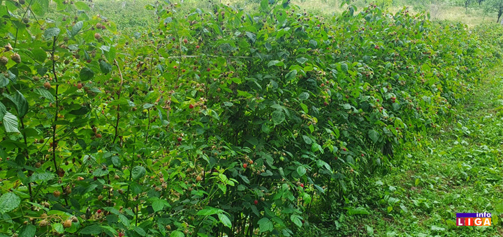 il-maline Saopštenje udruženja malinara ''Vilamet'' iz Arilja