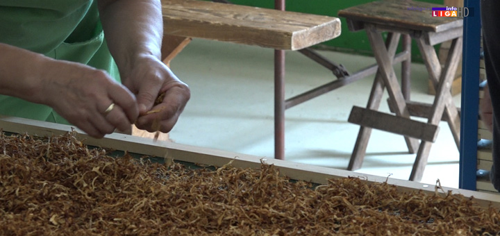 il-pecurke1 Ovaj sezonski posao može doneti zaradu i preko 2000 evra (VIDEO)