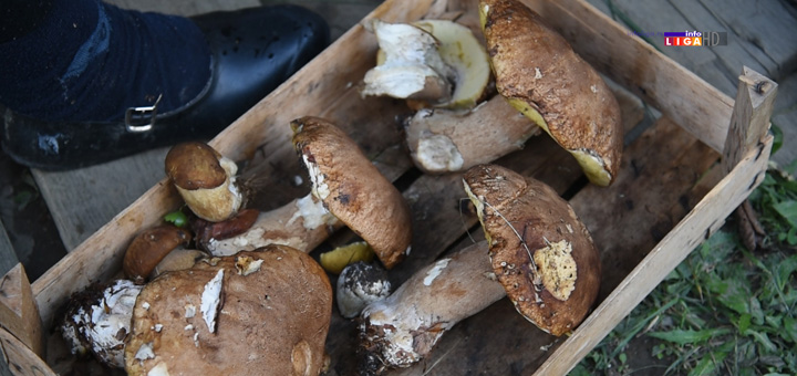 il-vrganji Ovaj sezonski posao može doneti zaradu i preko 2000 evra (VIDEO)