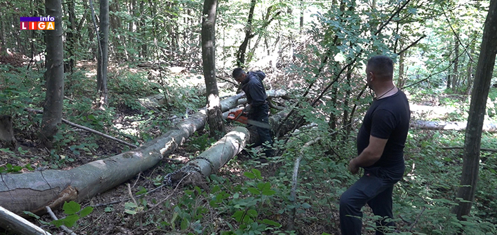 IL-Drva-izvlacenje-2 Težak život drvoseča : " Prekrstim se tri puta, pa u šumu da zaradim za hleb" (VIDEO)