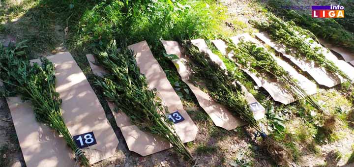 IL-Marihuana-Ivanjica Ivanjičanin uzgajao marihuanu u saksijama - Policija otkrila labaratoriju kanabisa u porodičnoj kući