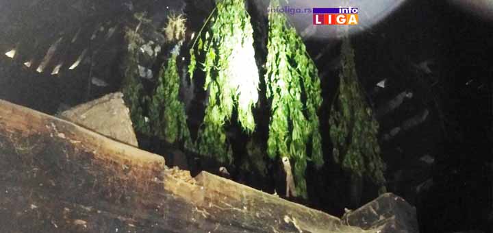IL-Marihuana-dva-Ivanjica Ivanjička policija uhapsila muškarca koji je ilegalno uzgajao i prodavao marihuanu