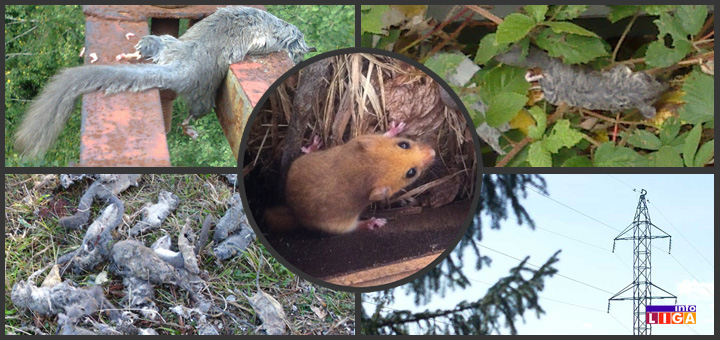 il-puhoviiiiii Ko pravi probleme sa strujom meštanima ivanjičkih sela