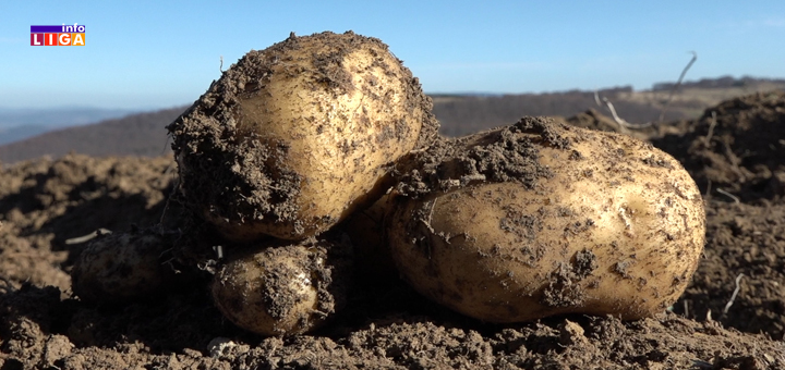 IL-Ivanjicki-krompir- Proizvođači ivanjičkog krompira razočarani : "Pre ću da ga bacim, nego da ga dajem džabe" (VIDEO)