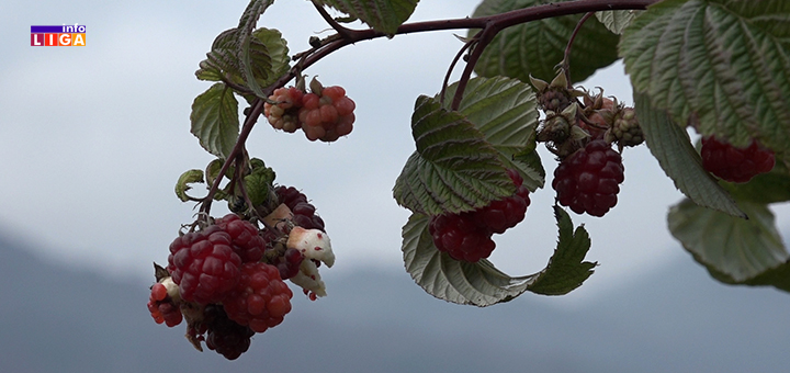 IL-Maline-u-novembru-1 Maline rodile u Ivanjici! Crveno zlato sija i u novembru