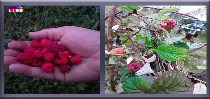 IL-Maline-u-novembru-2 Maline rodile u Ivanjici! Crveno zlato sija i u novembru