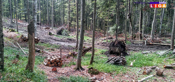 IL-Sumaaaa Alaramantno! U Srbiji za pet godina 48,2% manje šuma