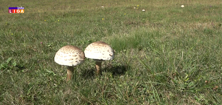 Il-pecurke- Žena stradala dok je brala pečurke