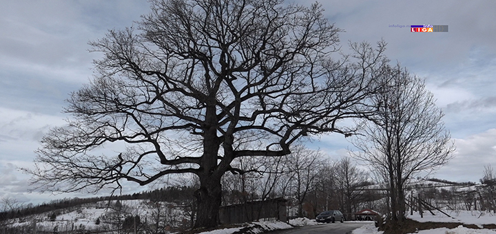 Il-hrast-svetodrvo Ivanjičanin pokušao da poseče granu svetog drveta - usledio košmar (VIDEO)