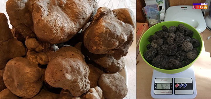 il-tartufi- Jedan od najjačih afrodizijaka na svetu raste i u Ivanjici (VIDEO)