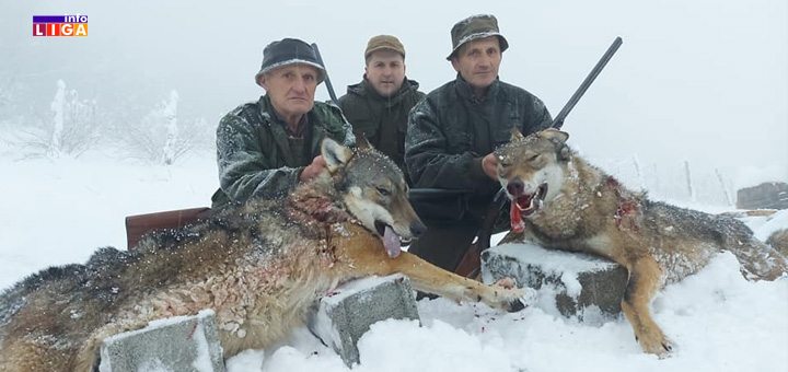 il-vukovi Ivanjica: Lovci odstrelili dva vuka koja su pravila ogromne štete (FOTO)