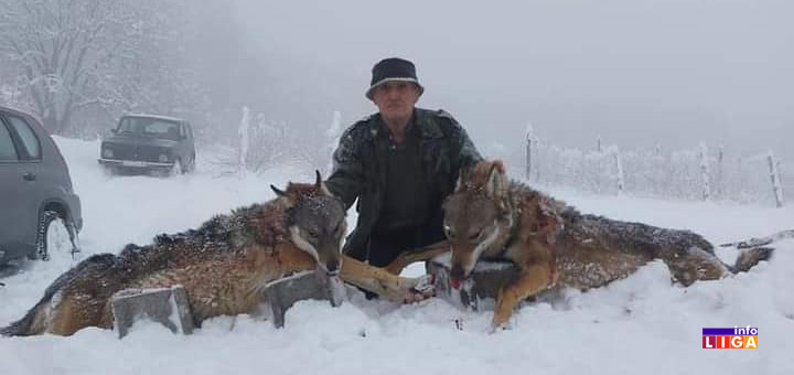 il-vukovi2 Ivanjica: Lovci odstrelili dva vuka koja su pravila ogromne štete (FOTO)