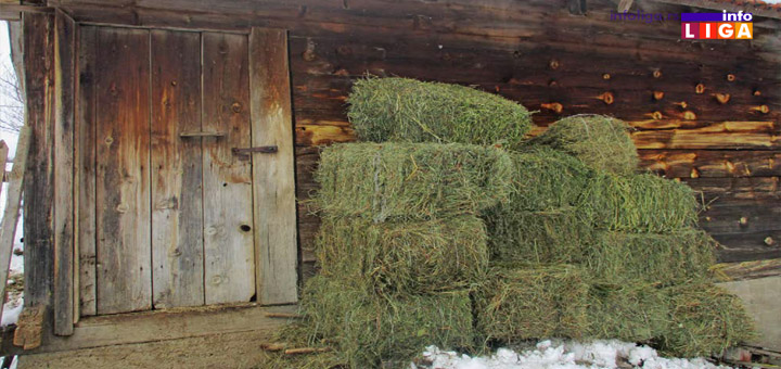 IL-Stala-seno Aleksa i Predrag ostali na selu i na mini farmi razvili uspešan posao