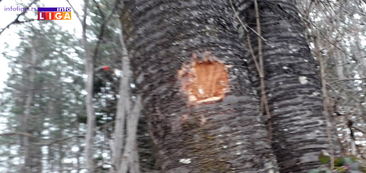 IL-Unisteni-znakovi-na-drvecu Biće nam bolje kada budemo bolji