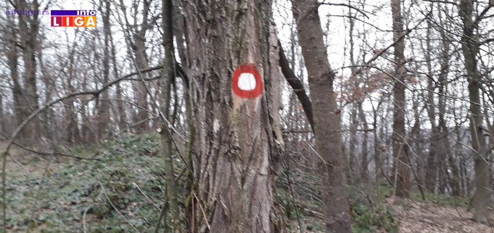 IL-Ynakovi-na-drvecu Biće nam bolje kada budemo bolji