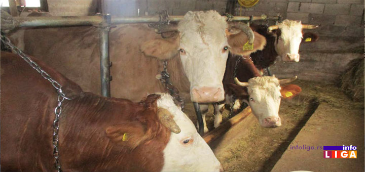 IL-krave Aleksa i Predrag ostali na selu i na mini farmi razvili uspešan posao