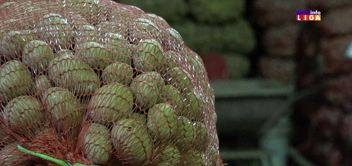 IL-krompir-ivanjica- Da li će tone čuvenog ivanjičkog krompira završiti na smetlištu (VIDEO)