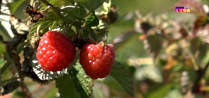 IL-malina- Za kilogram maline 300 dinara? (VIDEO)