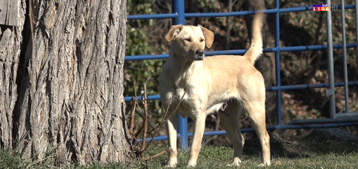 il-kerusa Ivanjica: Divna i potresna priča o keruši koja danima čuva decu u gradskom parku (VIDEO)
