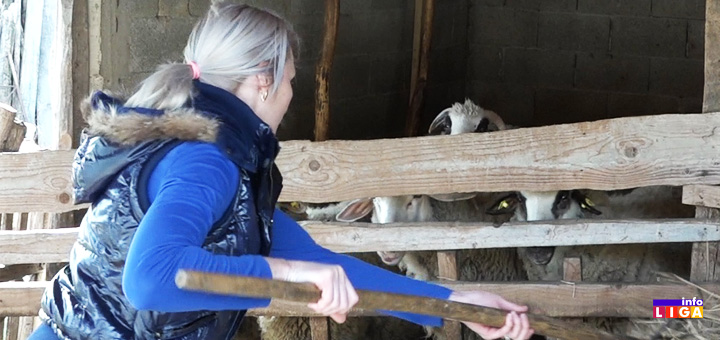 il-ovce Ivanjica: Mila slatke muke na selu ne bi menjala za svu raskoš grada (VIDEO)