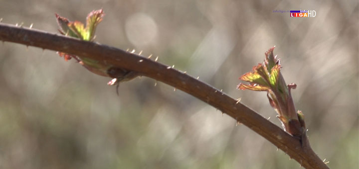 IL-malina-sadnica Ivanjica: Kako do sigurnog prinosa od 300 kilograma malina po aru (VIDEO)