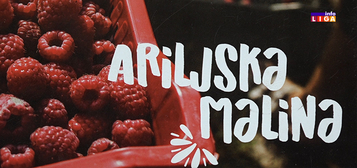 IL-ariljska-malina-1 Arilje pre svih rešilo problem plasmana malina na svetsko tržište (VIDEO)