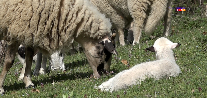 IL-naslovna-perisic-i-ovce- Od policajca do pastira - Ivanjičanin okačio uniformu o klin (VIDEO)