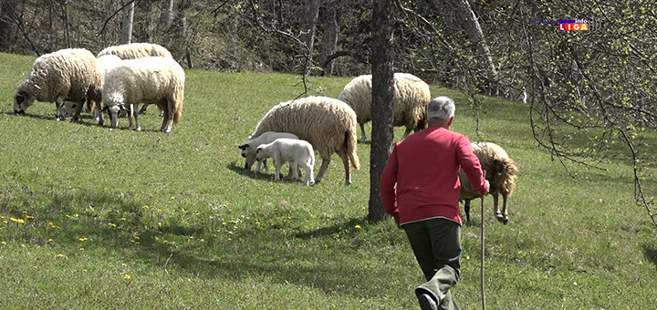 IL-perisic-tekst- Od policajca do pastira - Ivanjičanin okačio uniformu o klin (VIDEO)