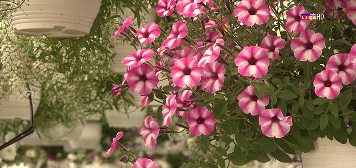 IL-cvece-1 Cvetna oaza porodice Popović iz Prilika raj za oči i dušu (VIDEO)