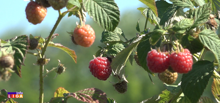 IL-malina- Malinari očekuju dobru cenu a radnici bolje nadnice (VIDEO)