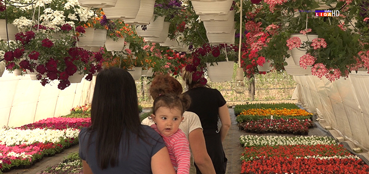 IL-porodica-popovic- Cvetna oaza porodice Popović iz Prilika raj za oči i dušu (VIDEO)