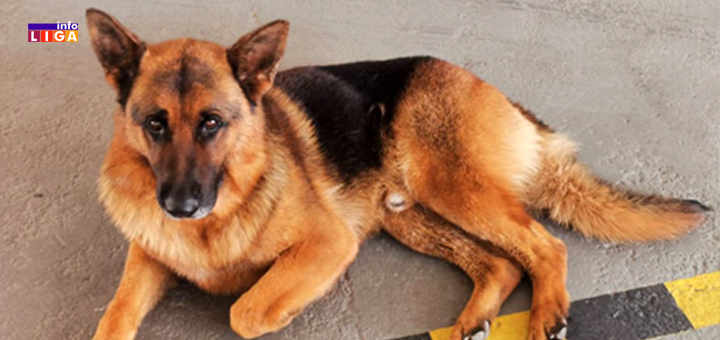 IL-DJango-se-vratio-kuci- Ivanjica: Đango se vraća kući! Dirljiva priča o psu koji je danima lutao tražeći vlasnike (VIDEO)