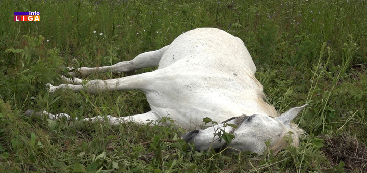 IL-Konj-nastradao- Tužan epilog jučerašnjeg nevremena nad Ivanjicom (VIDEO)