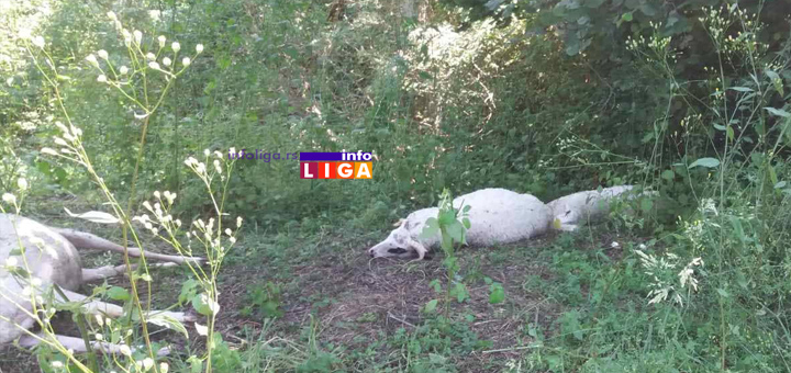 IL-Ovce-stradale-5 Ivanjica: Rajku grom usmrtio jedanaest ovaca  (UZNEMIRUJUĆE FOTOGRAFIJE)