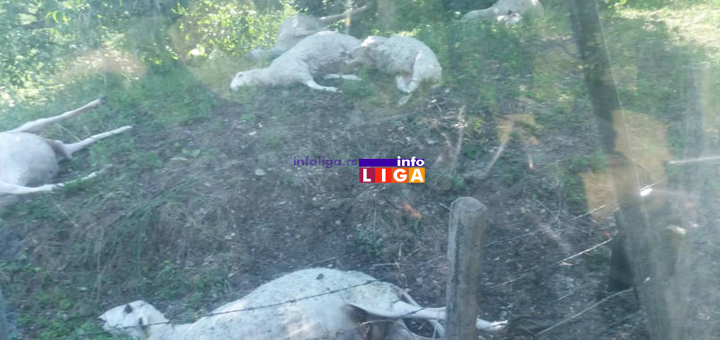 IL-Ovce-stradale-od-groma1 Ivanjica: Rajku grom usmrtio jedanaest ovaca  (UZNEMIRUJUĆE FOTOGRAFIJE)