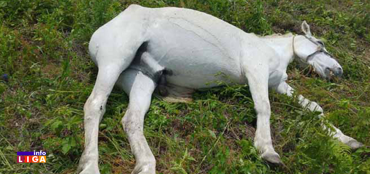 IL-gorm-ubiuo-konja-Rajkovic-Ivanjica- Nevreme u Ivanjici: Grom ubio konja, grad obrao maline, ispaljeno 38 raketa