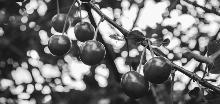 IL-tresnja-poginuo-covek- Ivanjica: Tragičan pad sa trešnje