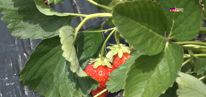 il-jagoda- Na putu za Guču prolazite ulicom jagoda (VIDEO)