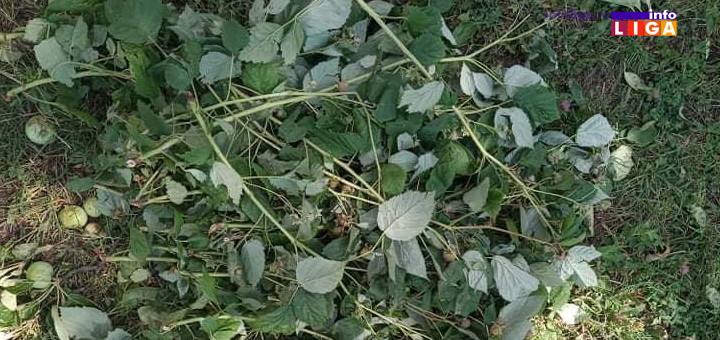 IL-Grad-Lucani-unisteni-malinjaci Grad opustošio nekoliko sela u Lučanima (VIDEO)