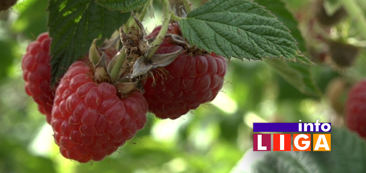 IL-Kradja-malina-IC- Viša cena ali i niz problema za malinare u 2022. godini (VIDEO)