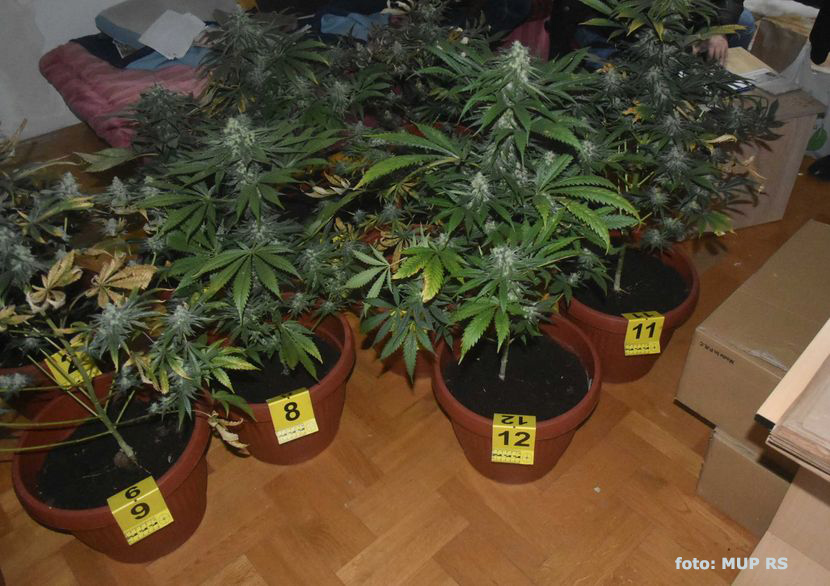 IL-MARA Arilje: Policija pronašla 1.500 stabljika marihuane u plasteniku