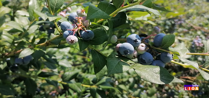 IL-borovnica- Ivanjica: Kupina i borovnica slede malinu - najavljena dobra cena (VIDEO)