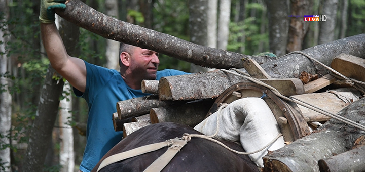 IL-dragan-vulovic-samaras Ivanjica: U nepristupačnim planinskim šumama čuje se jedino glas samaraša (VIDEO)