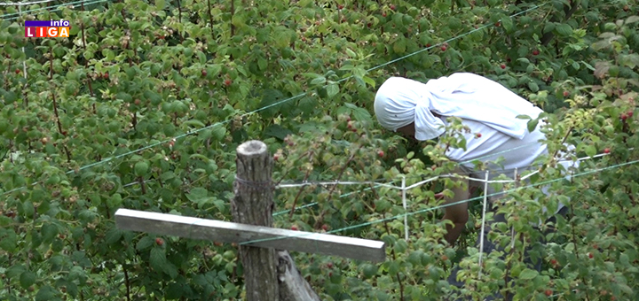 IL-kradljivci-malina Malinari očekuju dobru cenu a radnici bolje nadnice (VIDEO)
