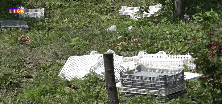 IL-malina-gajbe Malinari pred teškom odlukom: Seći zasade ili se nadati boljoj ceni? (VIDEO)