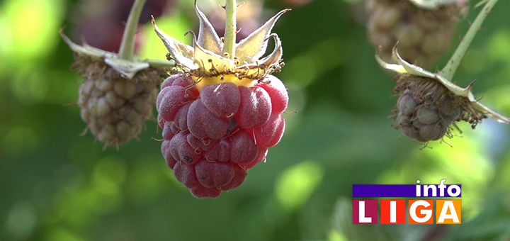 IL-malina-vojovodic Ivanjica: Presela im dobra cena malina (VIDEO)