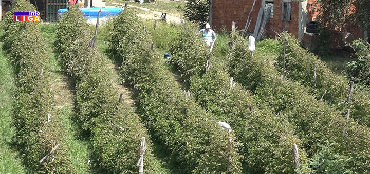 IL-malinari-preko-Moravice- Kako Ivanjičani podnose vrućinu (VIDEO)