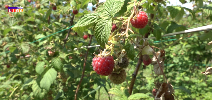 IL-maline Omogućen reprogram kredita dužnicima koji otkupljuju i skladište voće (VIDEO)